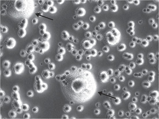 Detection of Mycoplasma in cell cultures | Nature Protocols