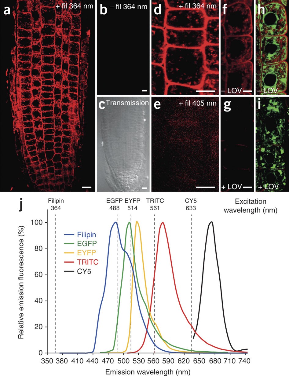Fluorescent in situ visualization of sterols in Arabidopsis roots | Nature  Protocols