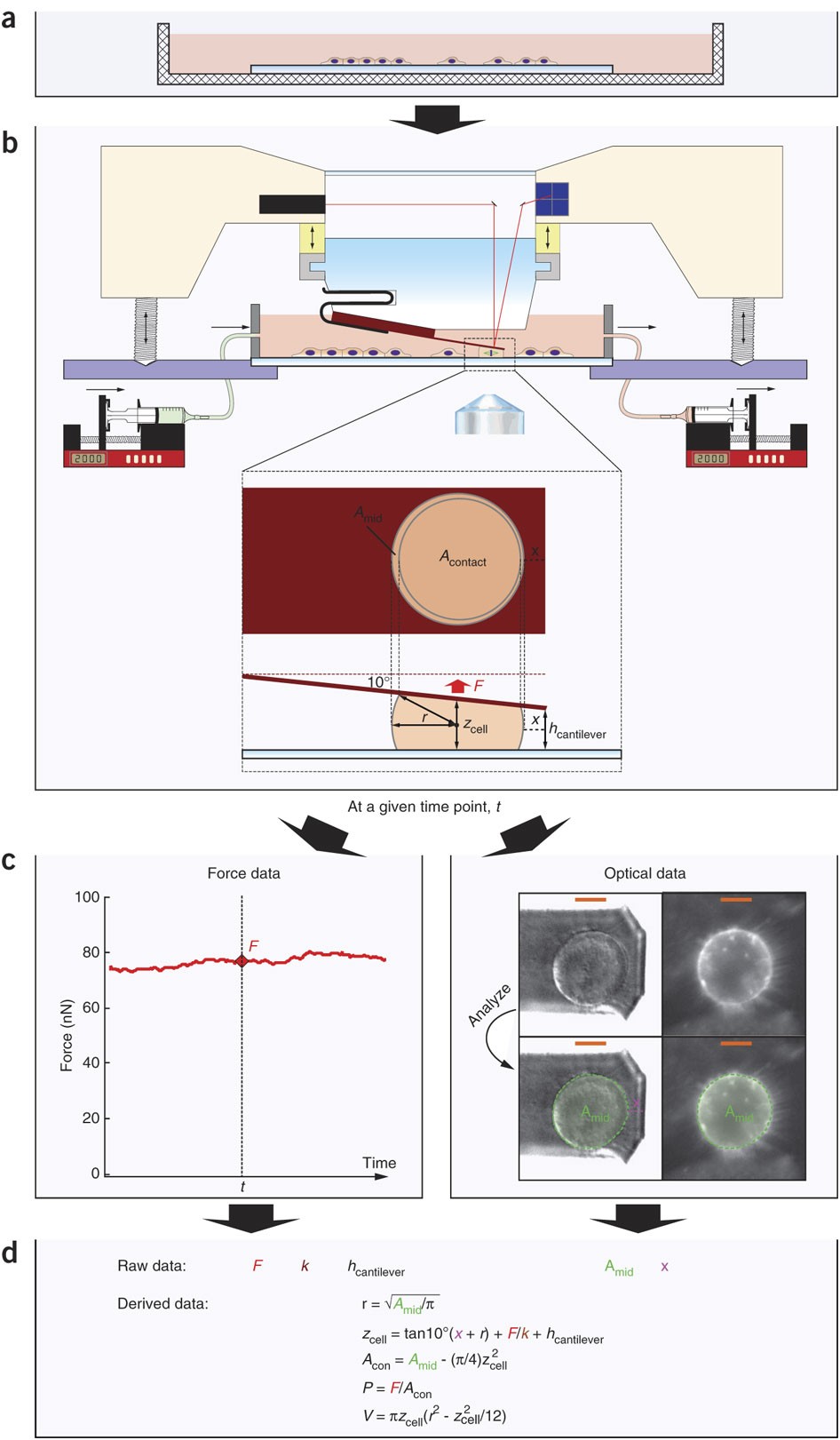 Tracking mechanics and volume of globular cells with atomic force  microscopy using a constant-height clamp | Nature Protocols