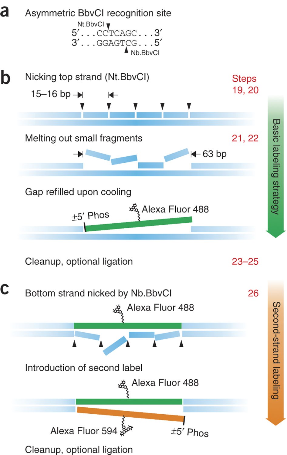 Nicking Enzyme Based Internal Labeling Of Dna At Multiple Loci Nature Protocols 
