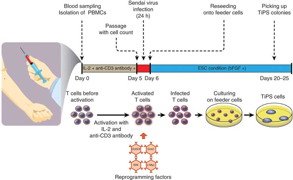 Generation of induced pluripotent stem cells from a small amount of human  peripheral blood using a combination of activated T cells and Sendai virus  | Nature Protocols