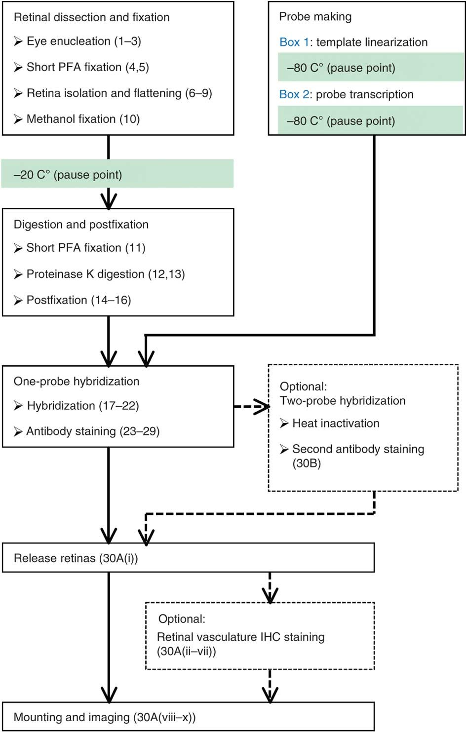 https://media.springernature.com/full/springer-static/image/art%3A10.1038%2Fnprot.2012.050/MediaObjects/41596_2012_Article_BFnprot2012050_Fig1_HTML.jpg