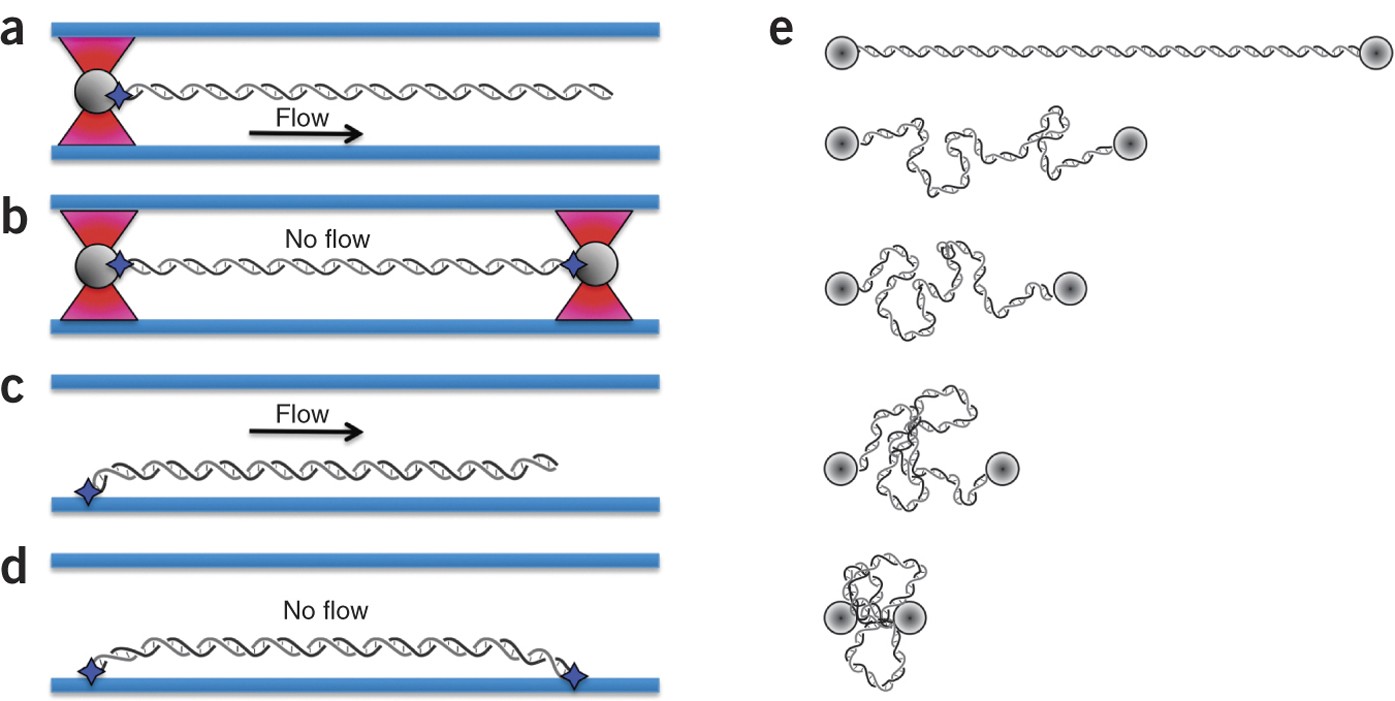 Exploring Protein Dna Interactions In 3d Using In Situ