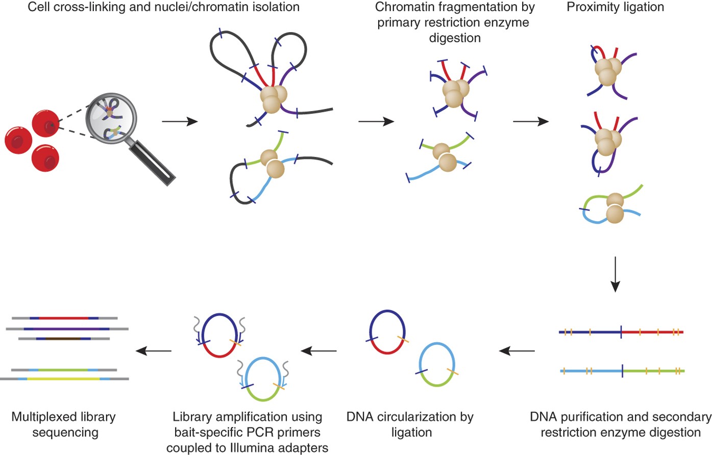 Multiplexed chromosome conformation capture sequencing for rapid ...