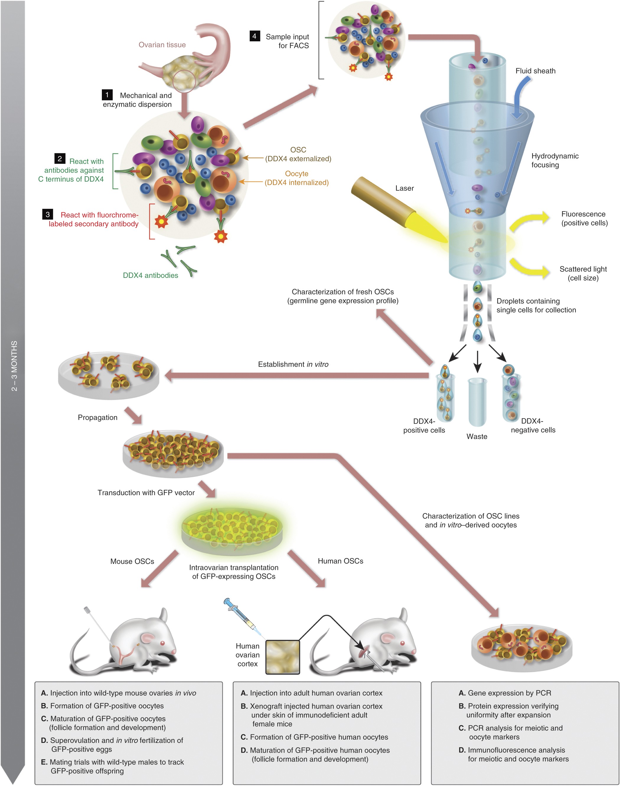 Isolation, characterization and propagation of mitotically active germ  cells from adult mouse and human ovaries | Nature Protocols