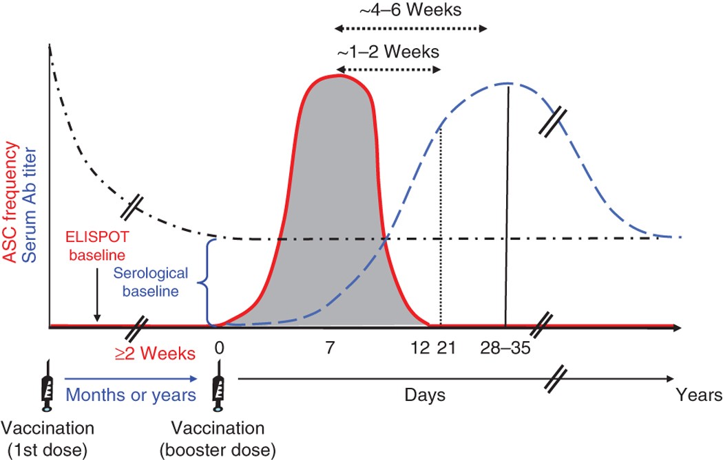 Enzyme Linked Immunospot Assays For Direct Ex Vivo Measurement Of Vaccine Induced Human Humoral Immune Responses In Blood Nature Protocols