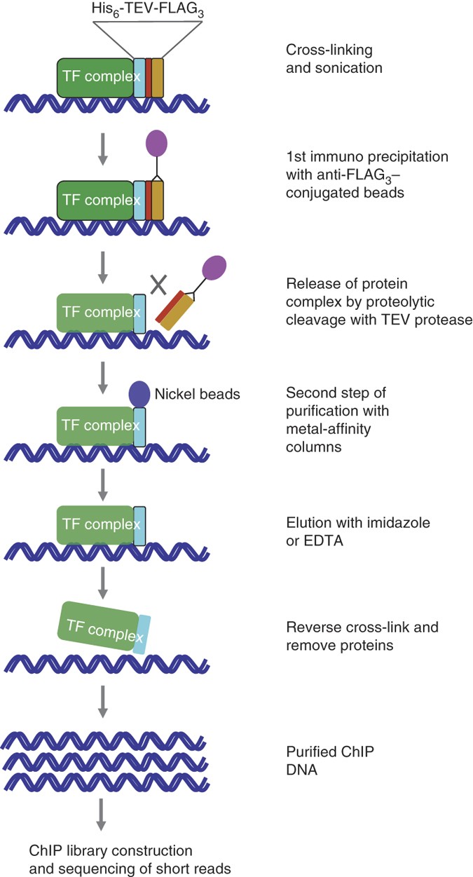 Chromatin tandem affinity purification sequencing | Nature Protocols
