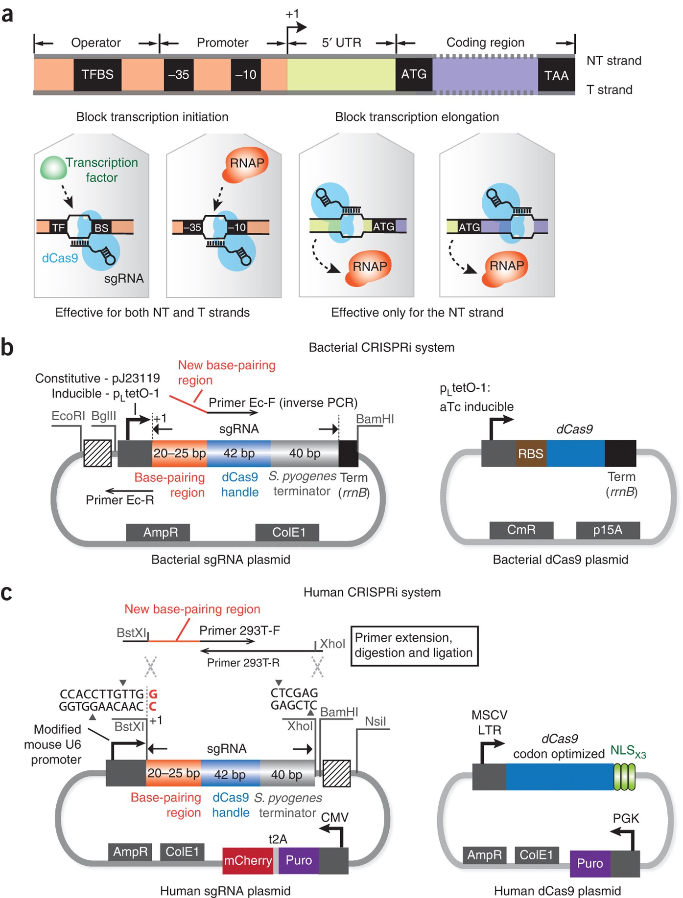 Crispr Interference Crispri For Sequence Specific Control Of Gene Expression Nature Protocols