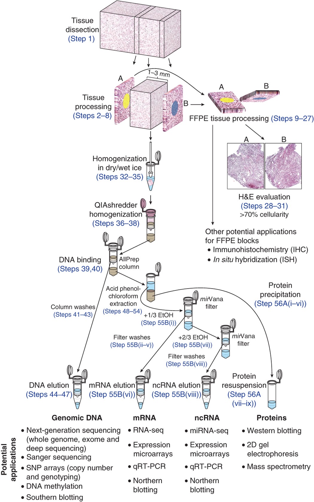 Simultaneous isolation of high-quality DNA, RNA, miRNA and proteins from  tissues for genomic applications | Nature Protocols