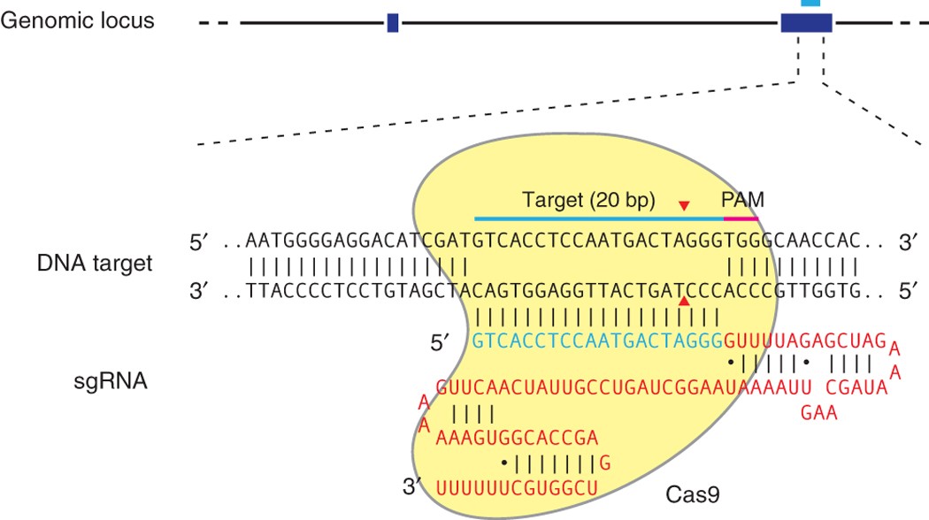 Genome Engineering Using The Crispr Cas9 System Nature Protocols
