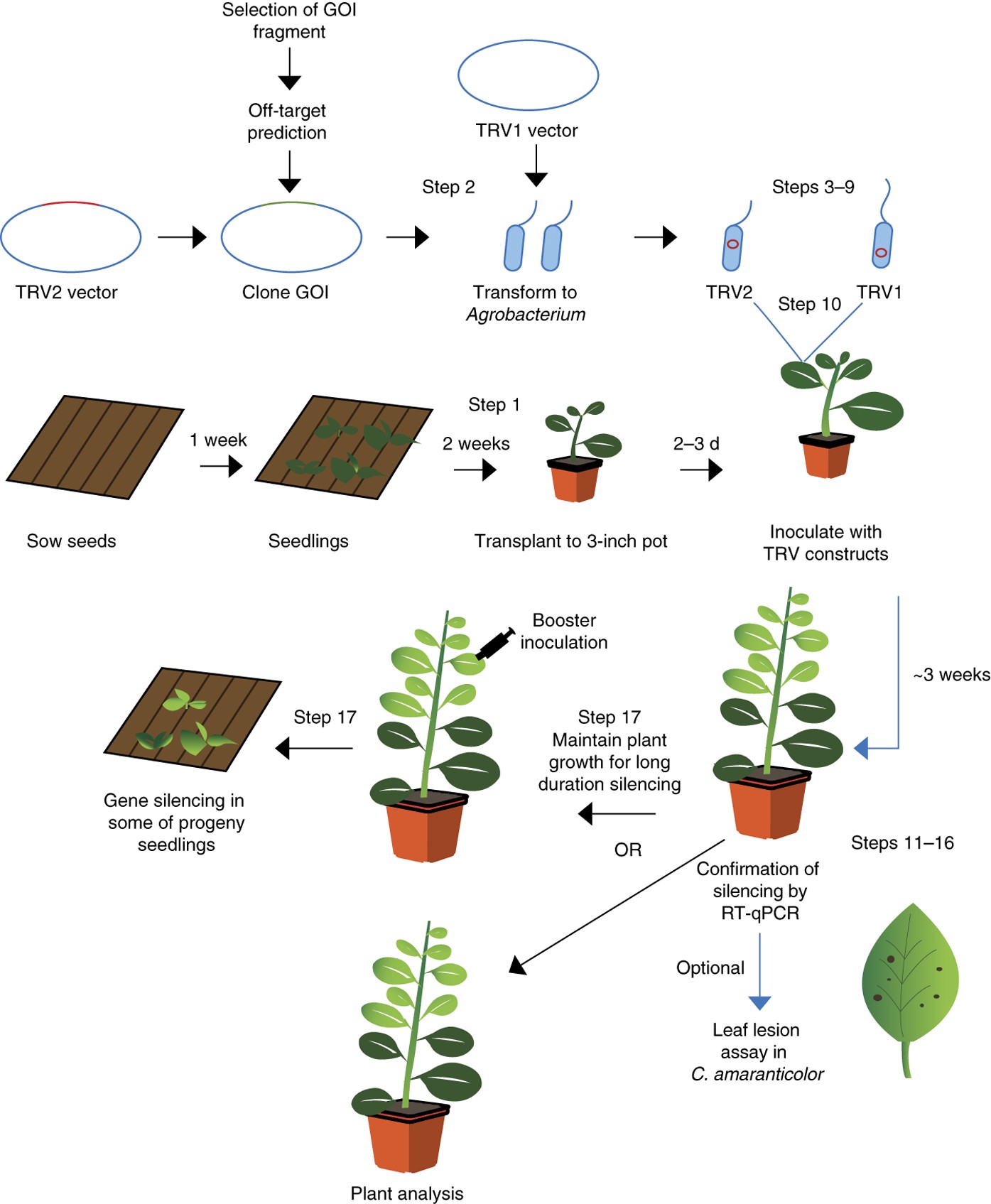 Tobacco rattle virus–based virus-induced gene silencing in Nicotiana  benthamiana