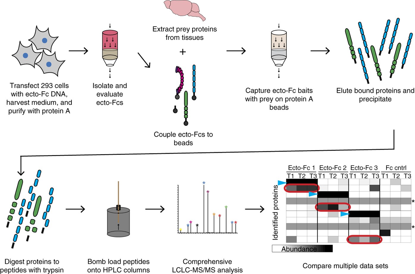 Synapse type-specific proteomic dissection identifies IgSF8 as a