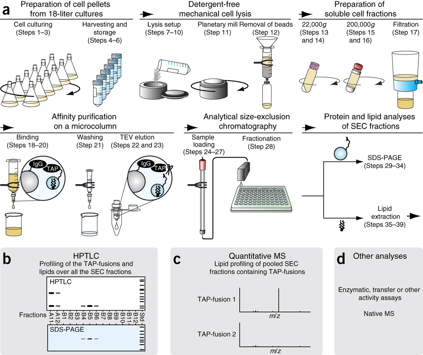 A generic protocol for the purification and characterization of  water-soluble complexes of affinity-tagged proteins and lipids | Nature  Protocols