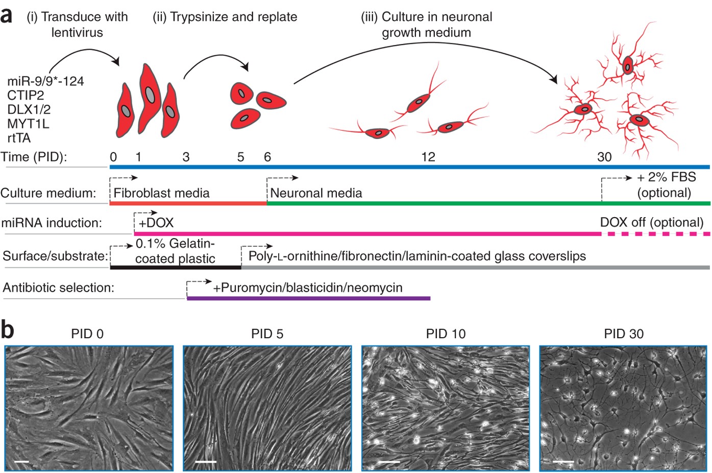 MicroRNA-based conversion of human fibroblasts into striatal medium spiny  neurons | Nature Protocols