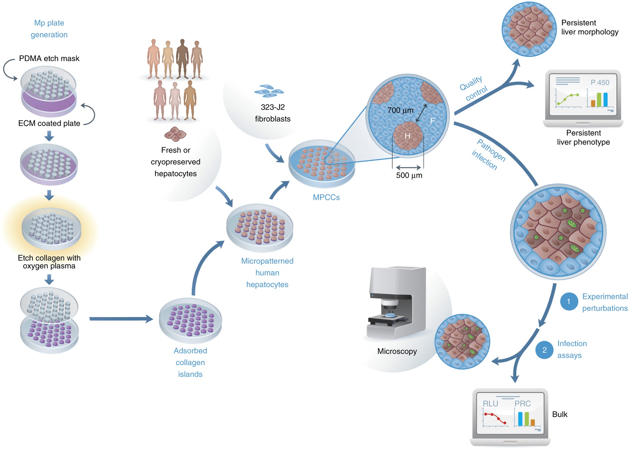 Micropatterned coculture of primary human hepatocytes and supportive cells  for the study of hepatotropic pathogens | Nature Protocols