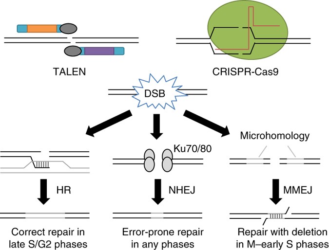 MMEJ-assisted gene knock-in using TALENs and CRISPR-Cas9 with the PITCh  systems | Nature Protocols