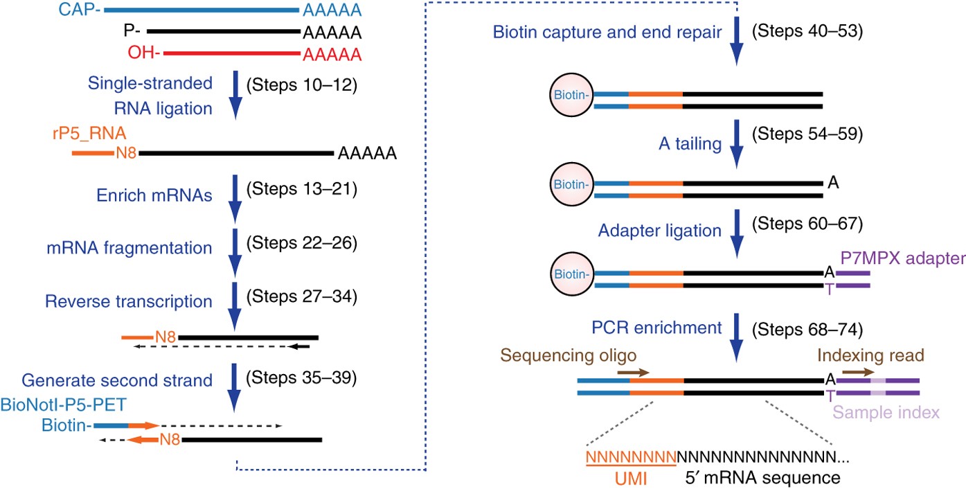 tobacco acid pyrophosphatase tap A Leaderless Genome Identified during Persistent Bovine Coronavirus Infection Is Associated with Attenuation of Gene Expression Genome-wide quantification of 5-phosphorylated mRNA