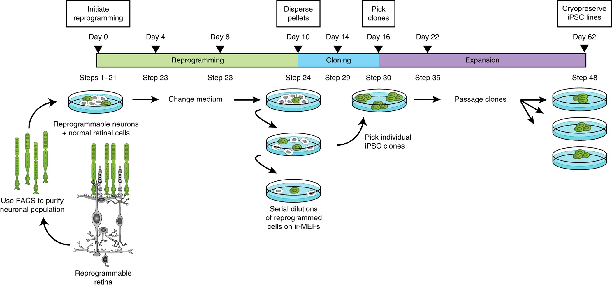Reprogramming of mouse retinal neurons and standardized quantification of  their differentiation in 3D retinal cultures | Nature Protocols