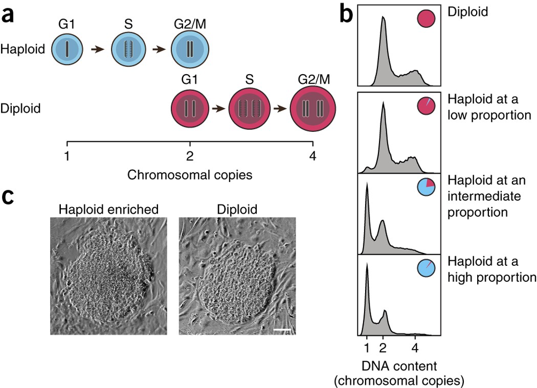 Identification And Propagation Of Haploid Human Pluripotent Stem Cells Nature Protocols