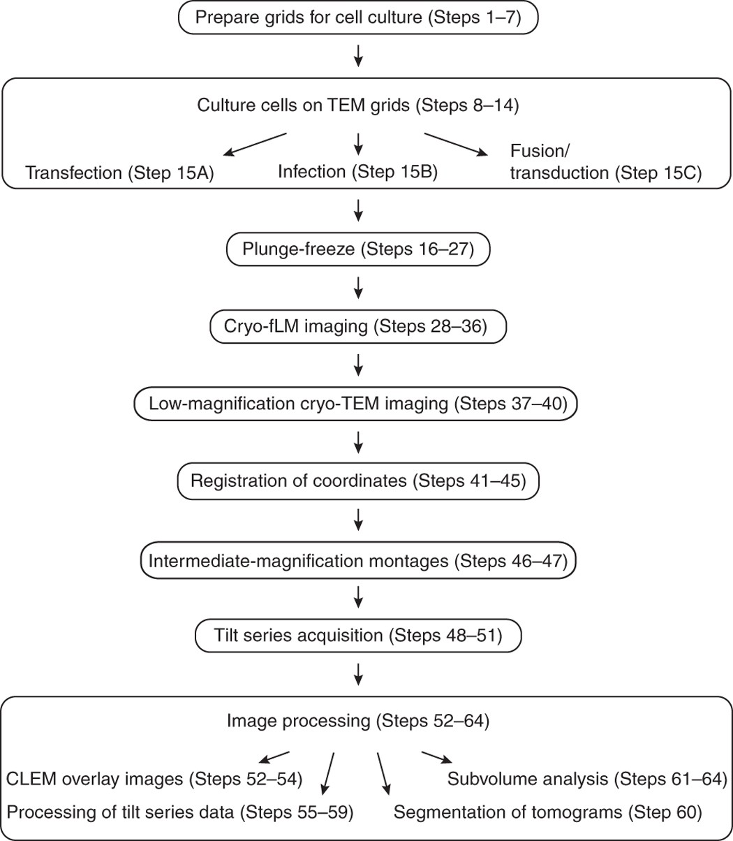 Correlated fluorescence microscopy and cryo-electron tomography of  virus-infected or transfected mammalian cells | Nature Protocols