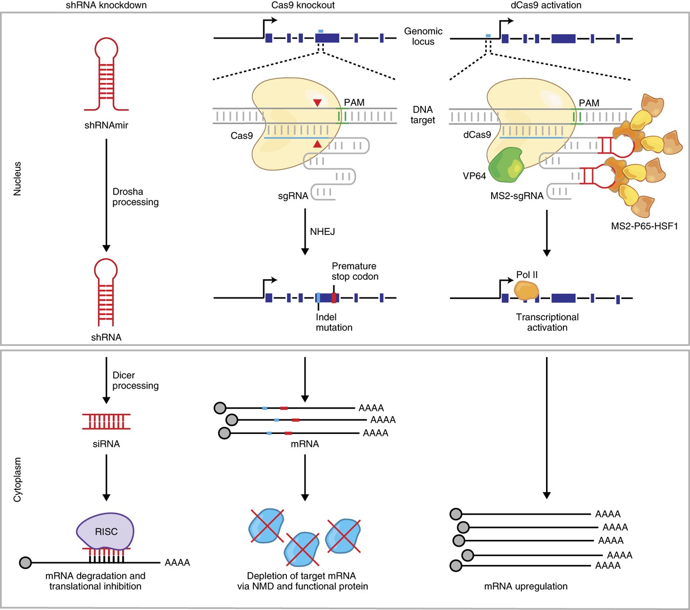 Genome Scale Crispr Cas9 Knockout And Transcriptional Activation Screening Nature Protocols