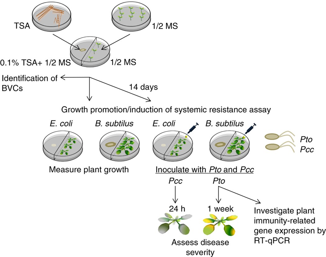 Biological And Chemical Strategies For Exploring Inter And Intra Kingdom Communication Mediated Via Bacterial Volatile Signals Nature Protocols