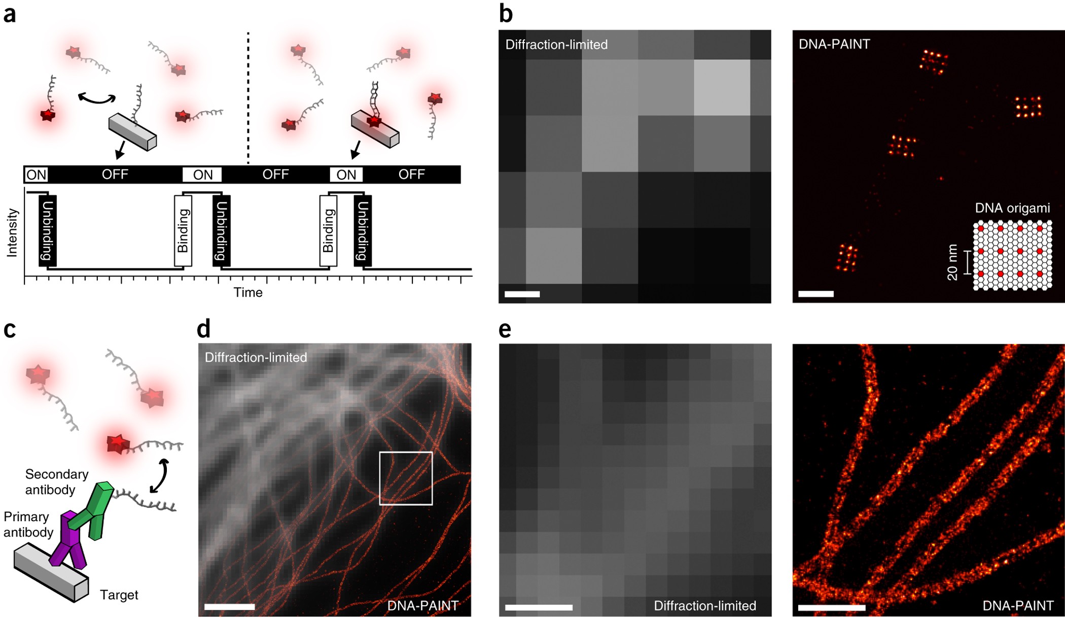 Super Resolution Microscopy With Dna Paint Nature Protocols