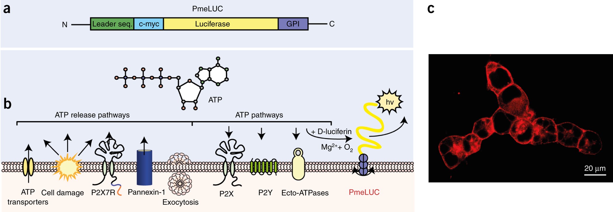 Use of luciferase probes to measure ATP in living cells and animals |  Nature Protocols
