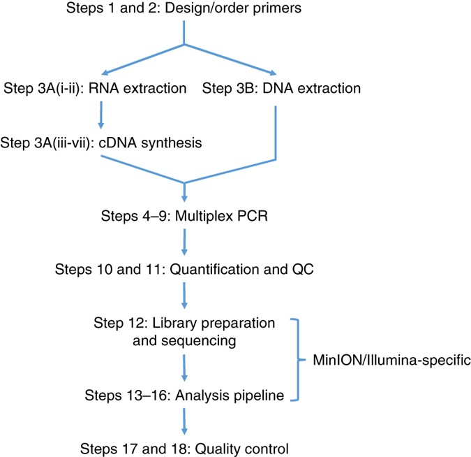 Multiplex Pcr Method For Minion And Illumina Sequencing Of Zika And Other Virus Genomes Directly From Clinical Samples Nature Protocols