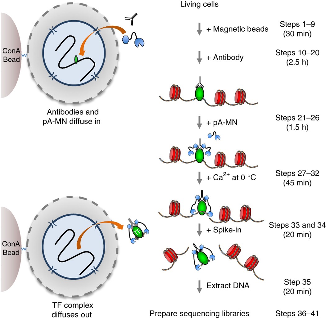 Targeted In Situ Genome Wide Profiling With High Efficiency For Low Cell Numbers Nature Protocols