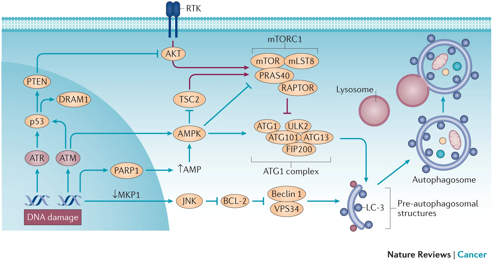 DNA damage-dependent autophagy