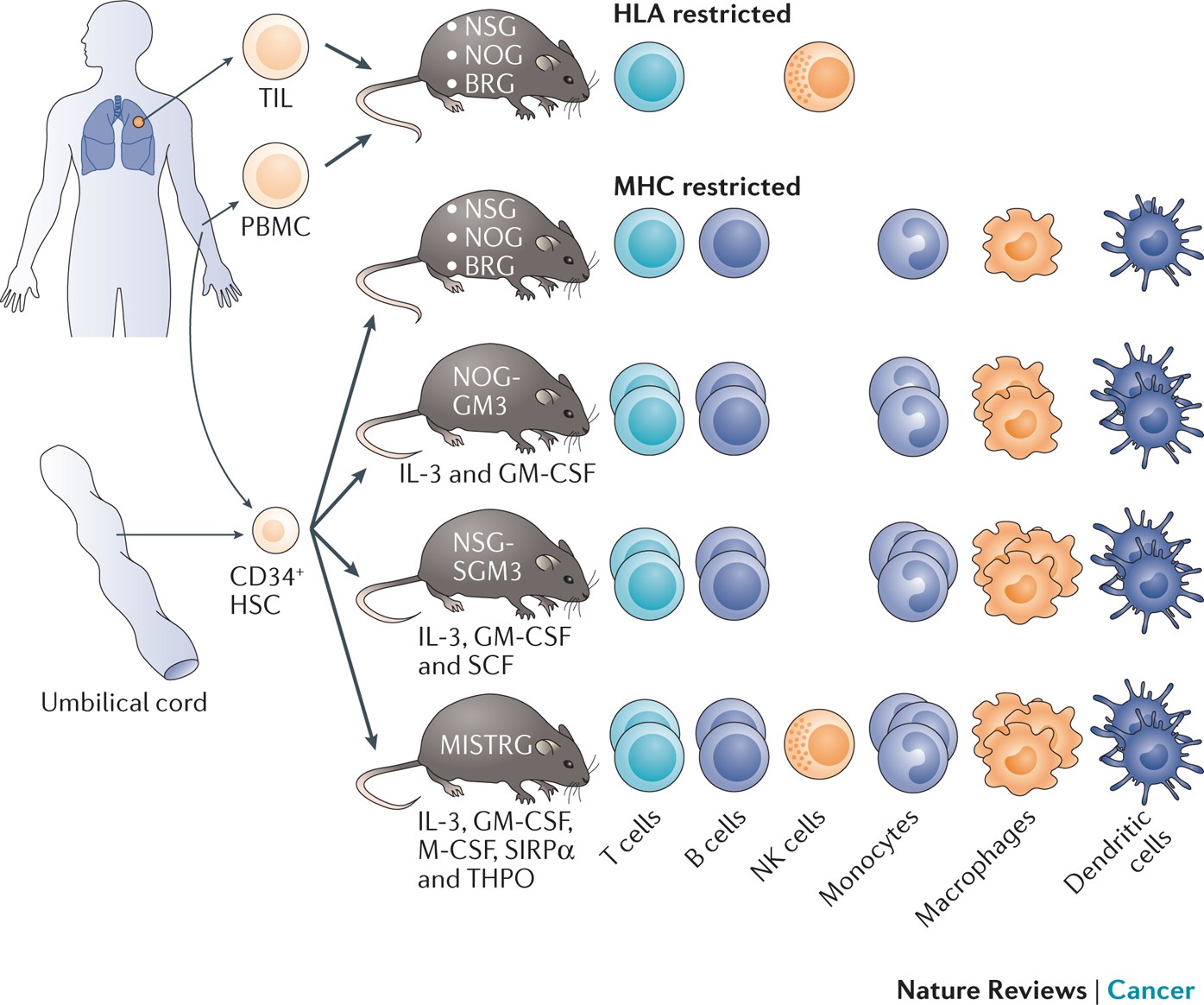 Patient derived. Patient derived. Xenograft. Patient derived. Derived.
