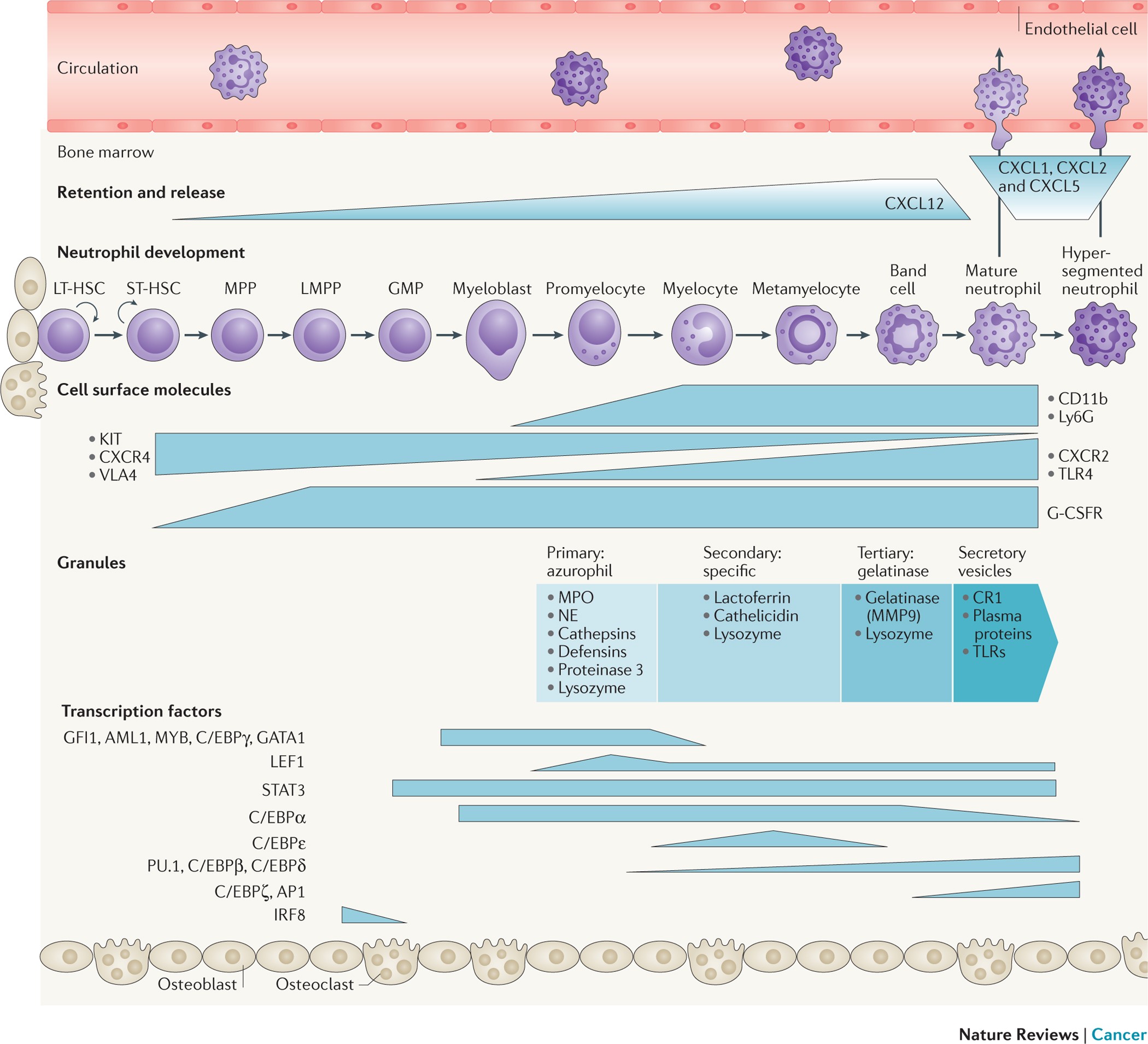 PDF) During early stages of cancer, neutrophils initiate anti