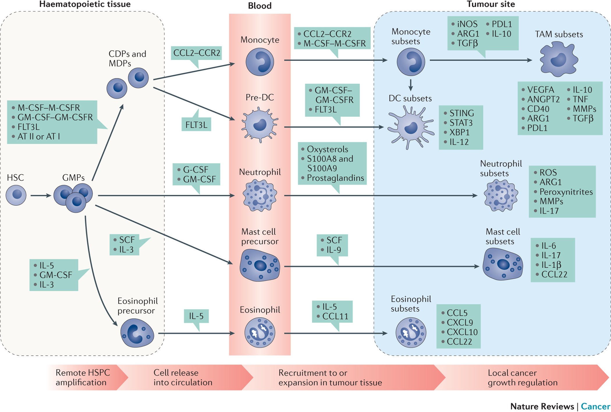 The role of myeloid cells in cancer therapies | Nature Reviews Cancer