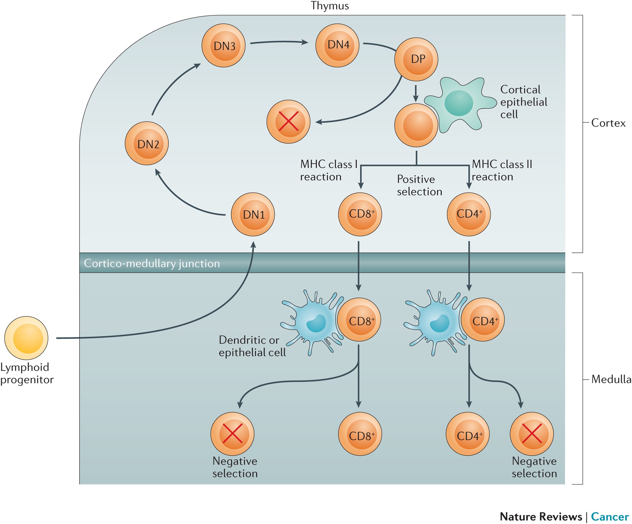 The Genetics And Mechanisms Of T Cell Acute Lymphoblastic Leukaemia Nature Reviews Cancer