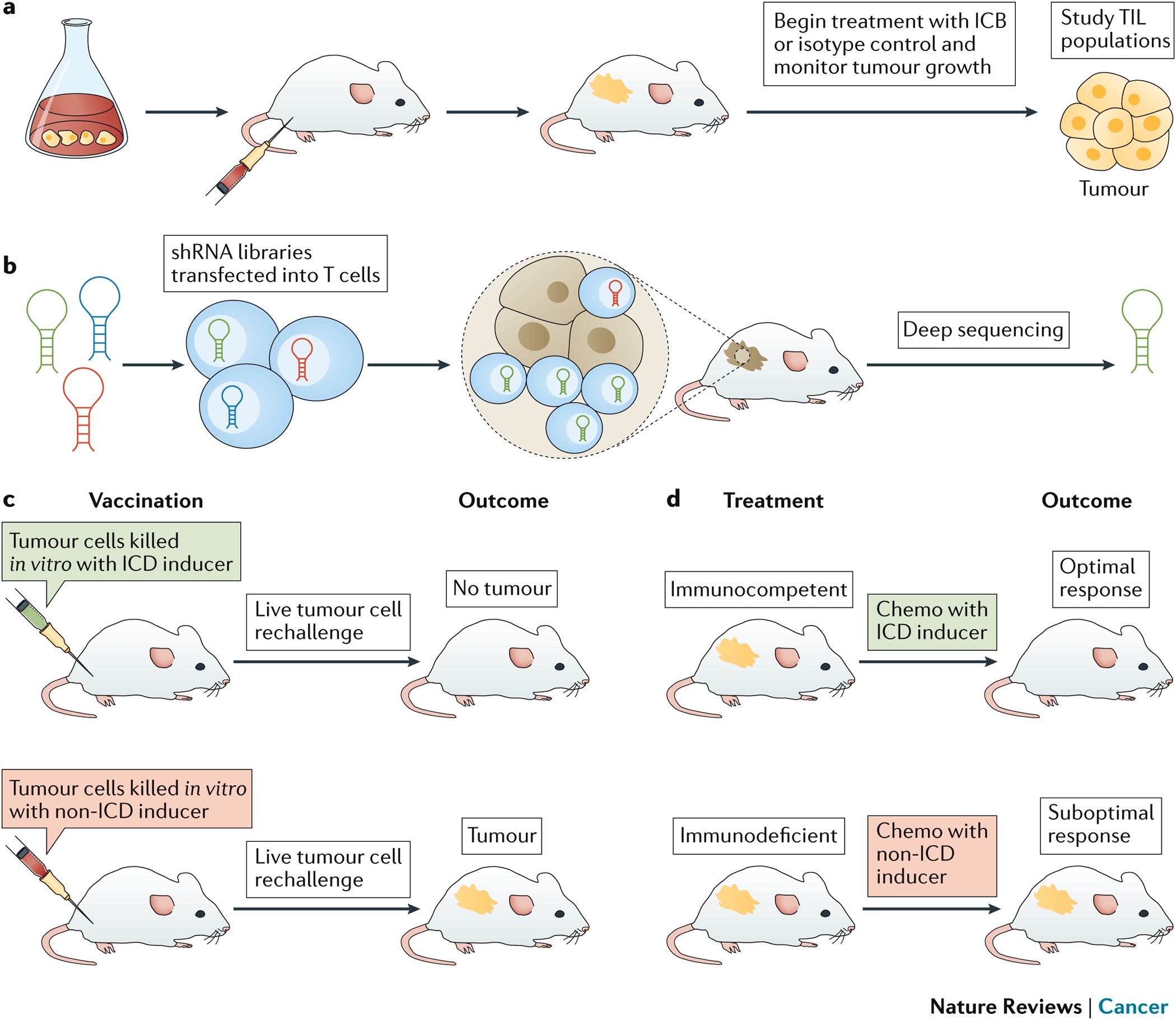 Comparison of mouse models reveals a molecular distinction between