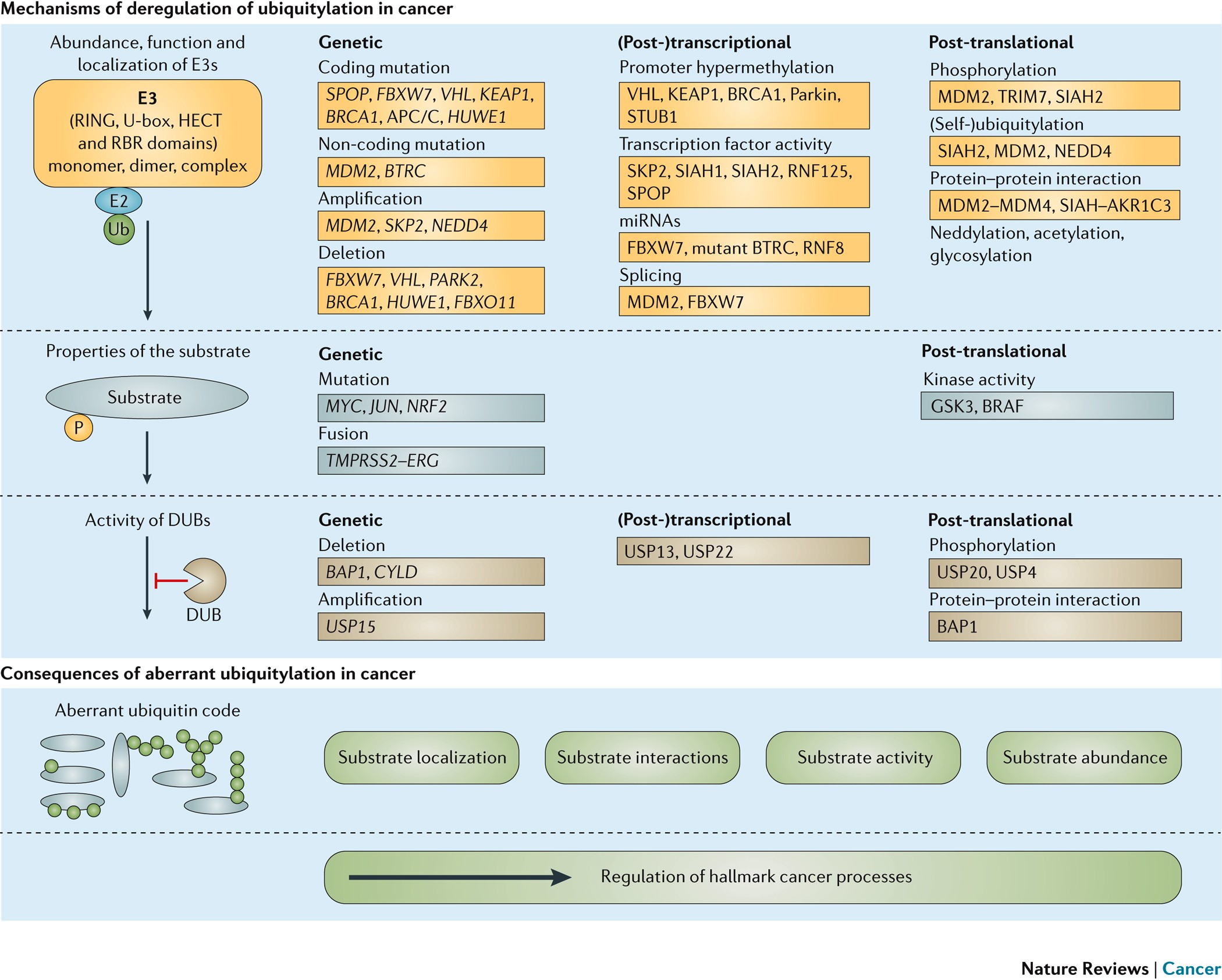 Predisposing Factors Of Aberrant Cell Growth