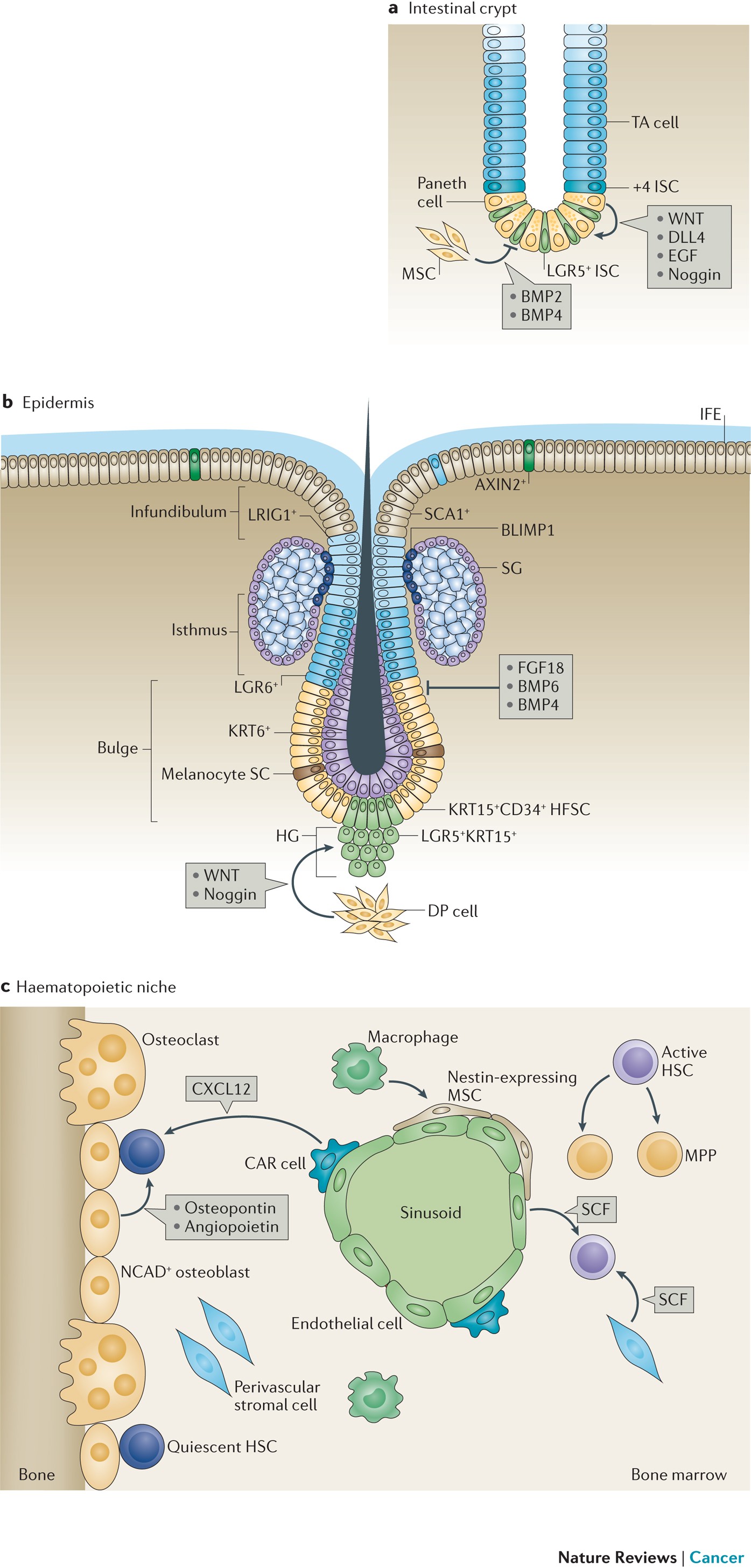 A matter of life and death: stem cell survival in tissue regeneration and  tumour formation | Nature Reviews Cancer