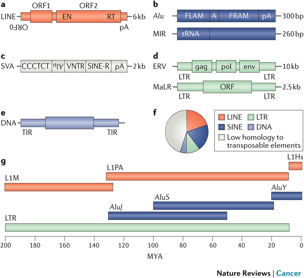 Transposable elements in cancer | Nature Reviews Cancer Transposable elements in cancer | Nature Reviews Cancer