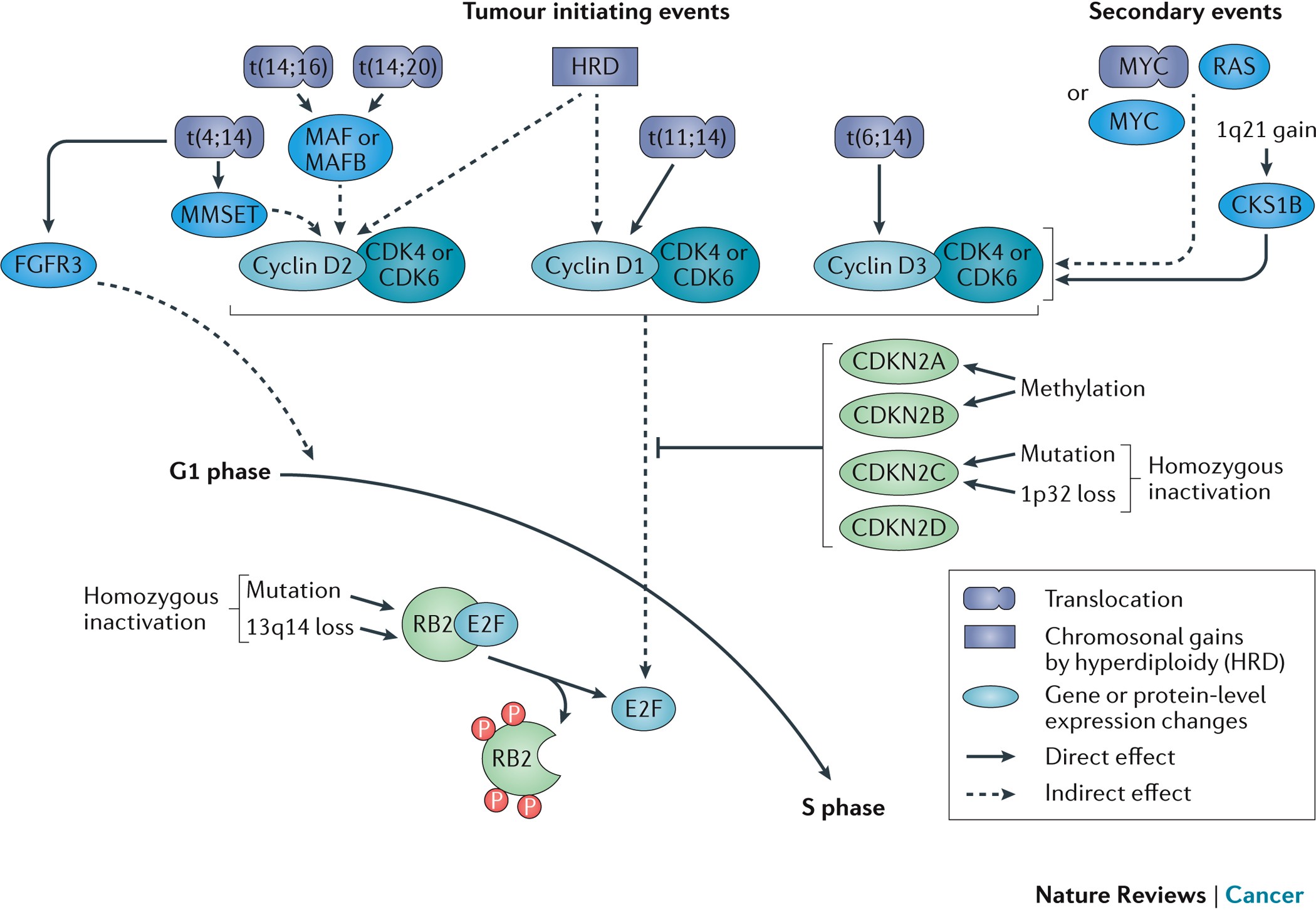 Evolutionary biology of high-risk multiple myeloma | Nature Reviews Cancer