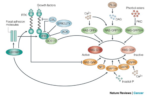 RAS oncogenes: the first 30 years | Nature Reviews Cancer