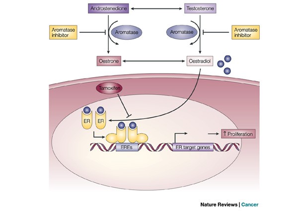 Aromatase inhibitors for breast cancer: lessons from the laboratory |  Nature Reviews Cancer