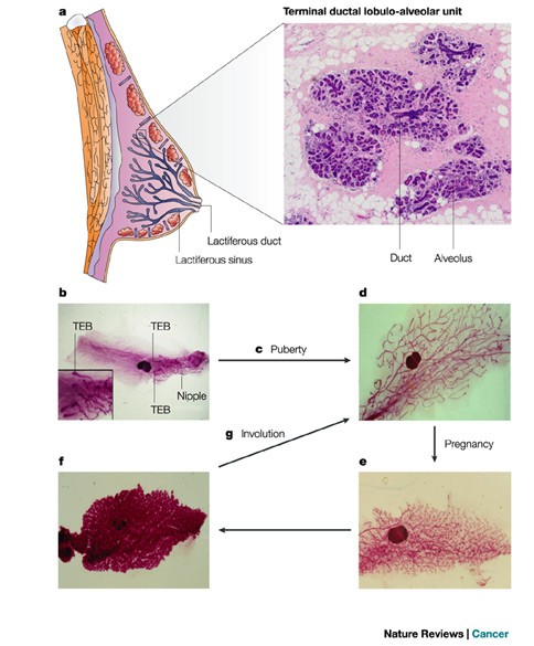Stem cells and breast cancer: A field in transit | Nature Reviews Cancer