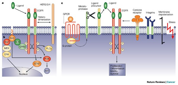 The discovery of receptor tyrosine kinases: targets for cancer therapy |  Nature Reviews Cancer