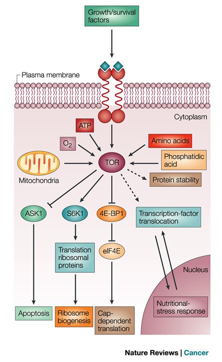 The tor pathway: a target for cancer therapy | Nature Reviews Cancer 