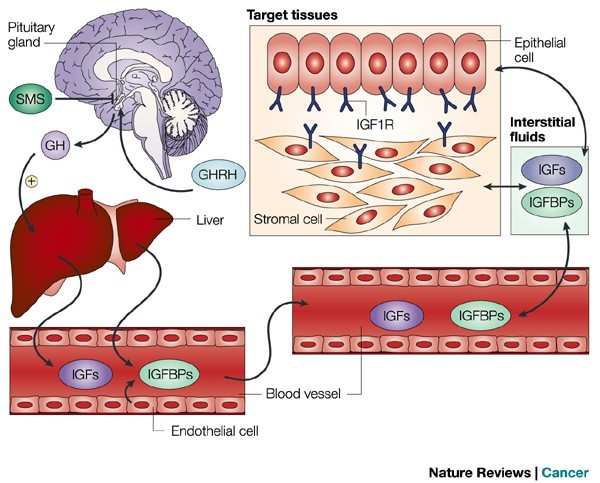 igf 1 lr3 dose Why Is Igf 1 Lr3 Peptide Only Sold in 1 Mg main image 1