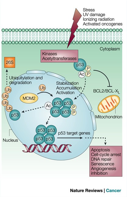 Post-translational modification of p53 in tumorigenesis