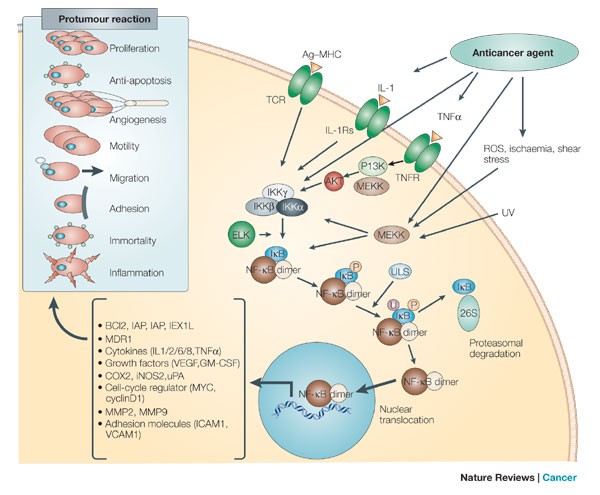 Nuclear factor-κB inhibitors as sensitizers to anticancer drugs | Nature  Reviews Cancer