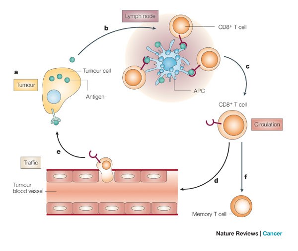 Immunotherapy And Chemotherapy — A Practical Partnership | Nature Reviews  Cancer
