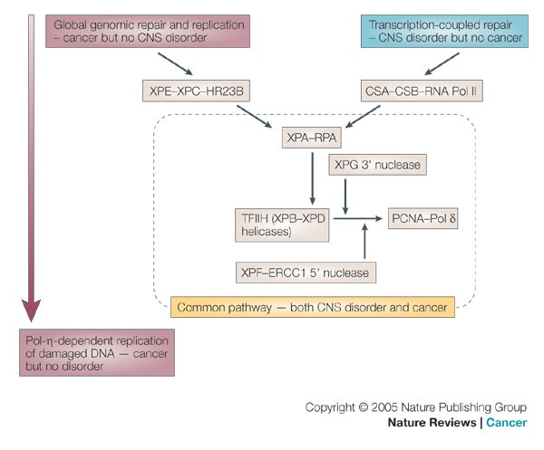 Cancer in xeroderma pigmentosum and related disorders of DNA repair |  Nature Reviews Cancer